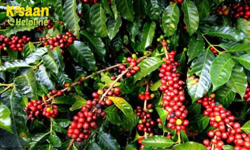 Coffee (कॉफ़ी) Coffee (कॉफ़ी)